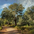 CAMINO DEL ARROYO BEJARANO