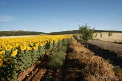 ...camino del cementerio...