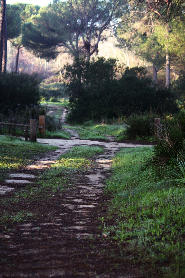 camino del pinar.