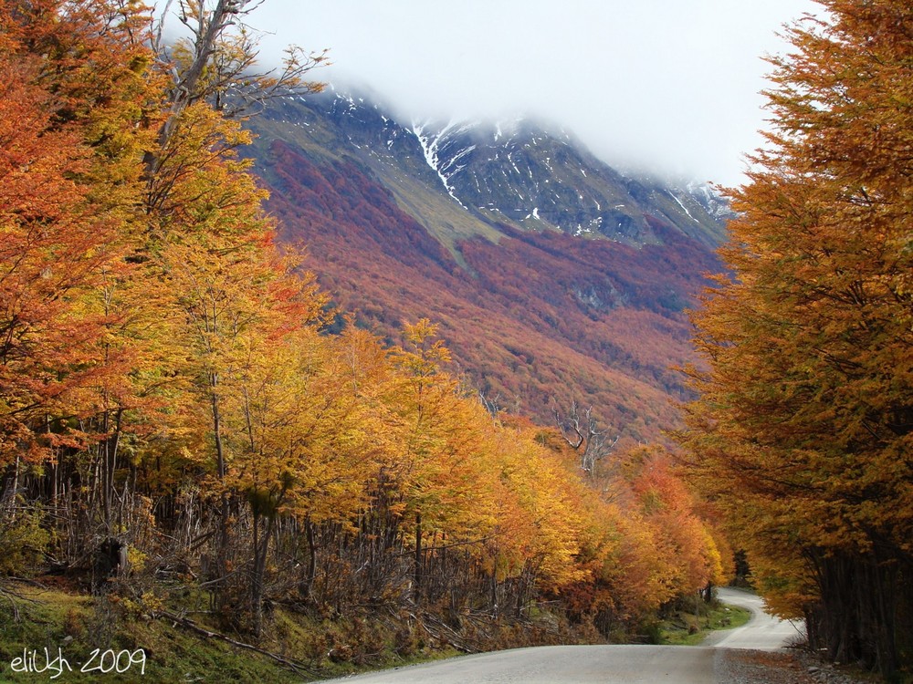 Camino en el bosque