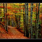 Camino en el bosque