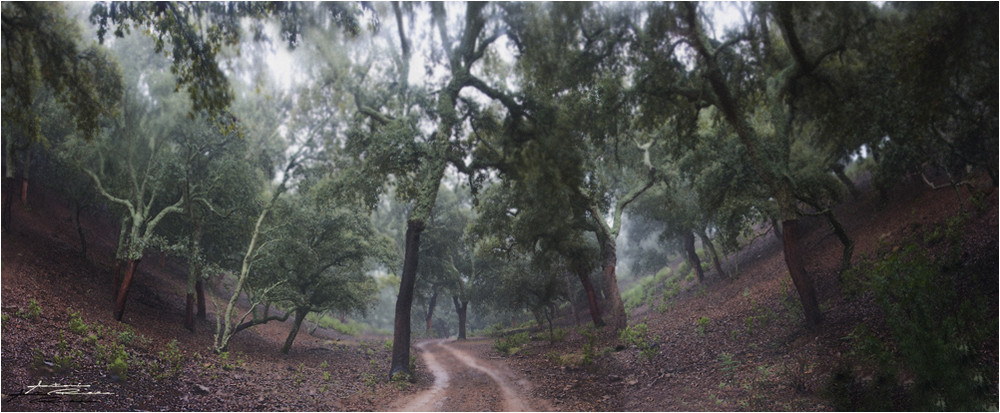 ¡ CAMINO EN EL BOSQUE ¡