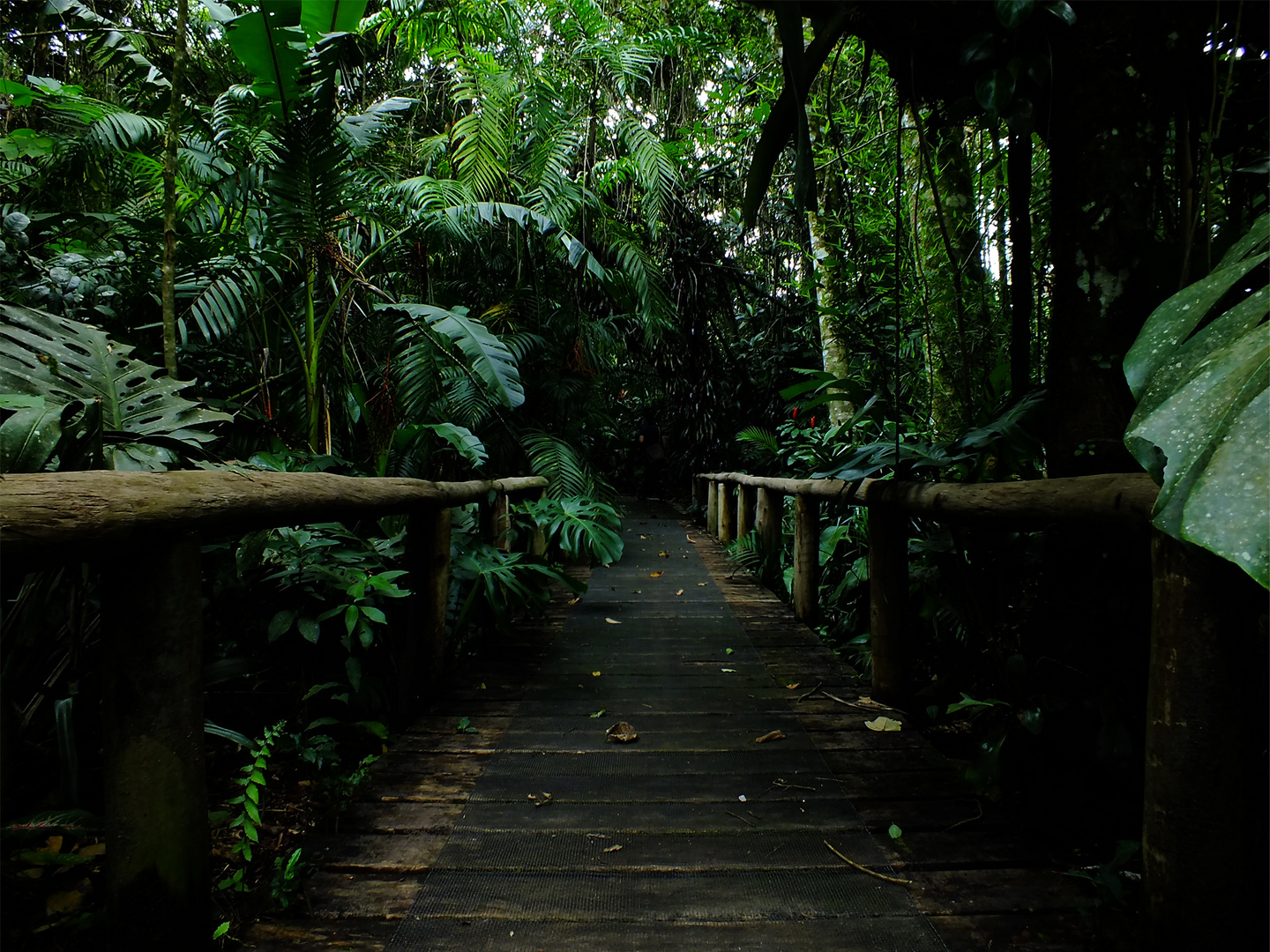 Camino en el Jadín Botánico Lankester, Cartago, Costa Rica