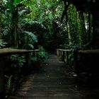 Camino en el Jadín Botánico Lankester, Cartago, Costa Rica