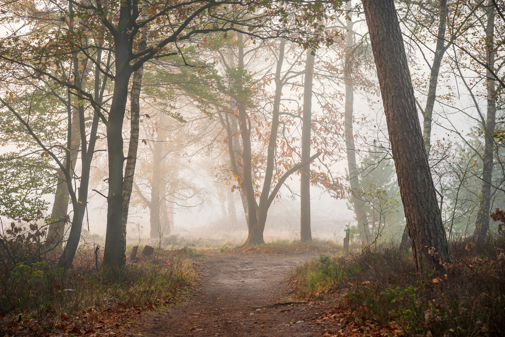 Camino en la niebla