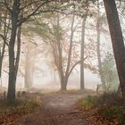 Camino en la niebla