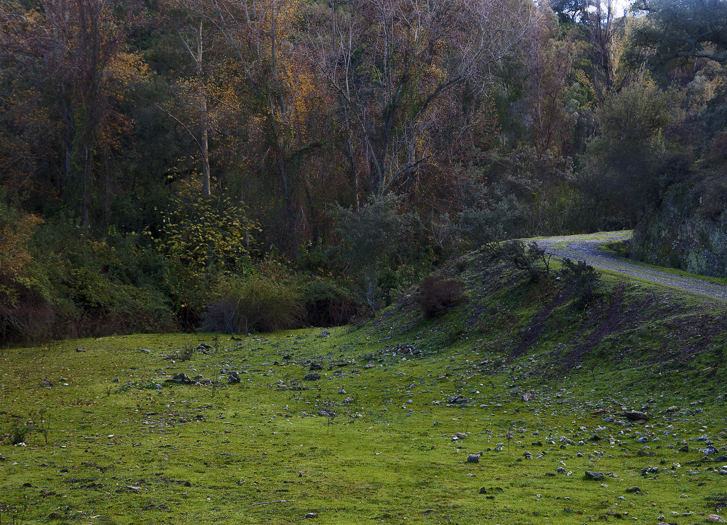 Camino en la Sierra de Huelva