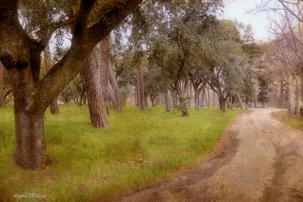 CAMINO ENTRE ENCINAS