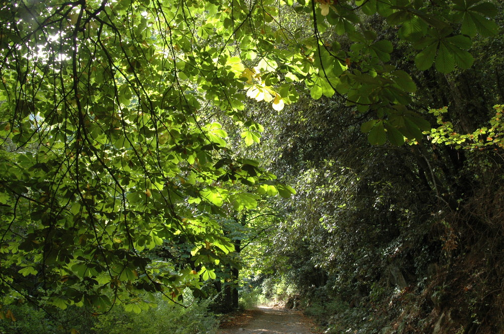 Camino forestal