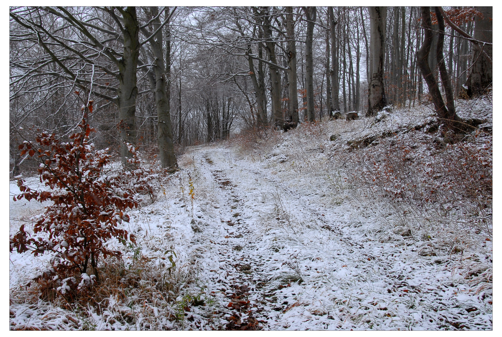 Camino forestal, ya está nevando (Waldweg, schon verschneit) - Dedicada a lolita cecilia