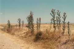 Camino - heisse Meseta