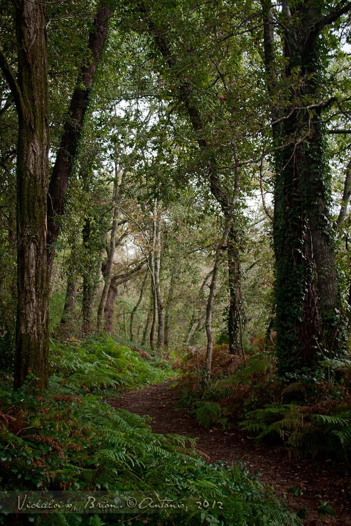 Camino junto al Río Sar en Vidaloiso, Brión