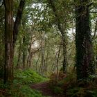 Camino junto al Río Sar en Vidaloiso, Brión