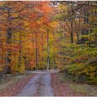 Camino por el bosque otoñal (Weg durch den herbstlichen Wald)