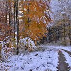 Camino por el bosque (Waldweg)