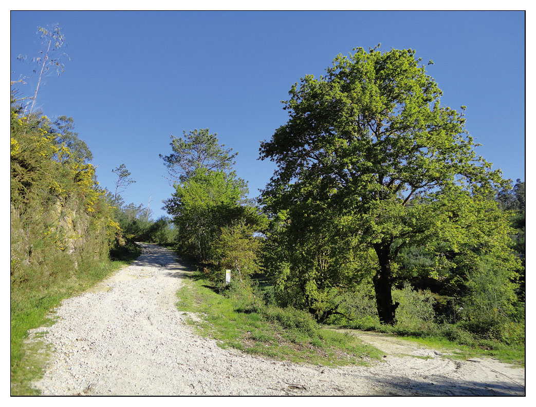 Camino Portugues 2011 (14)