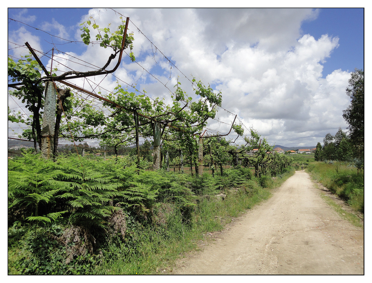 Camino Portugues 2012 (3)