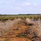 camino rural en La Campana