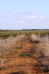 camino rural en La Campana