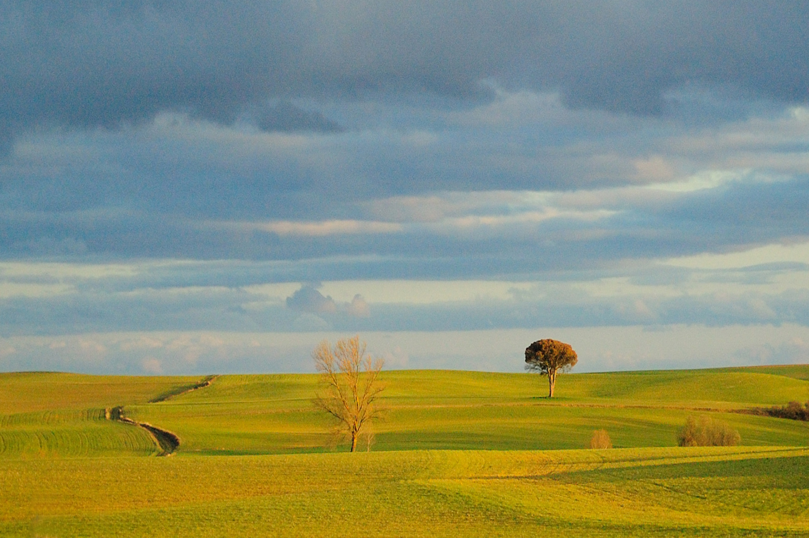 Camino y árbol