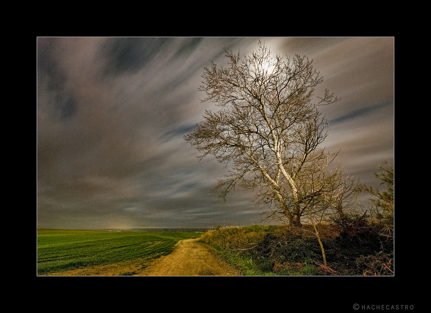 Camino y arbol en la noche