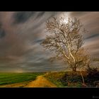 Camino y arbol en la noche