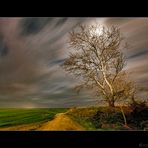 Camino y arbol en la noche