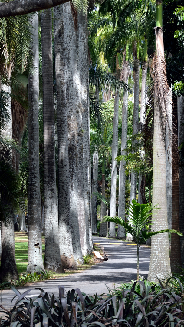 Caminos de Chaguaramos (Roystonea oleracea) del Jardín Botánico de Caracas