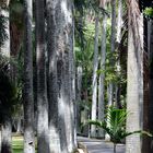 Caminos de Chaguaramos (Roystonea oleracea) del Jardín Botánico de Caracas