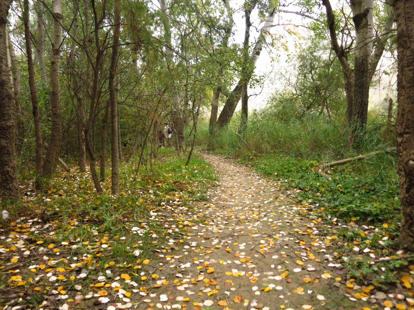 Caminos en el Galacho de Juslibol