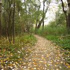 Caminos en el Galacho de Juslibol