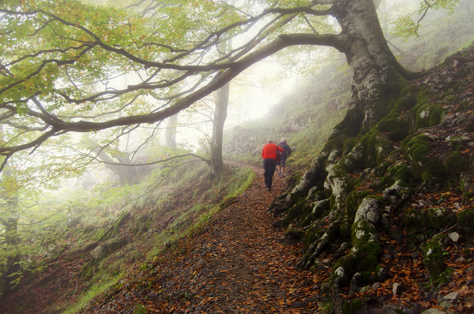 Caminos entre la niebla