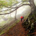 Caminos entre la niebla