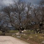 CAMINOS. ¿Hacia dónde?