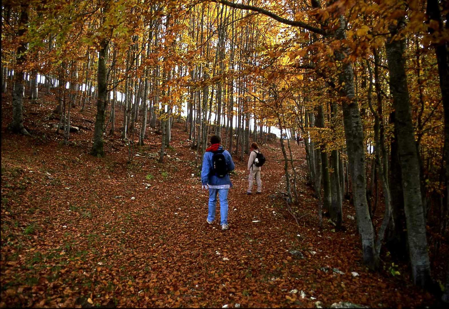 Camminando su un tappeto di foglie