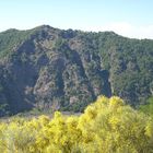 Camminando verso il Vesuvio con il profumo di ginestre