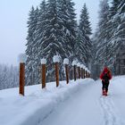 Camminare nel silenzio