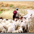 CAMMINO VERSO IL PASCOLO