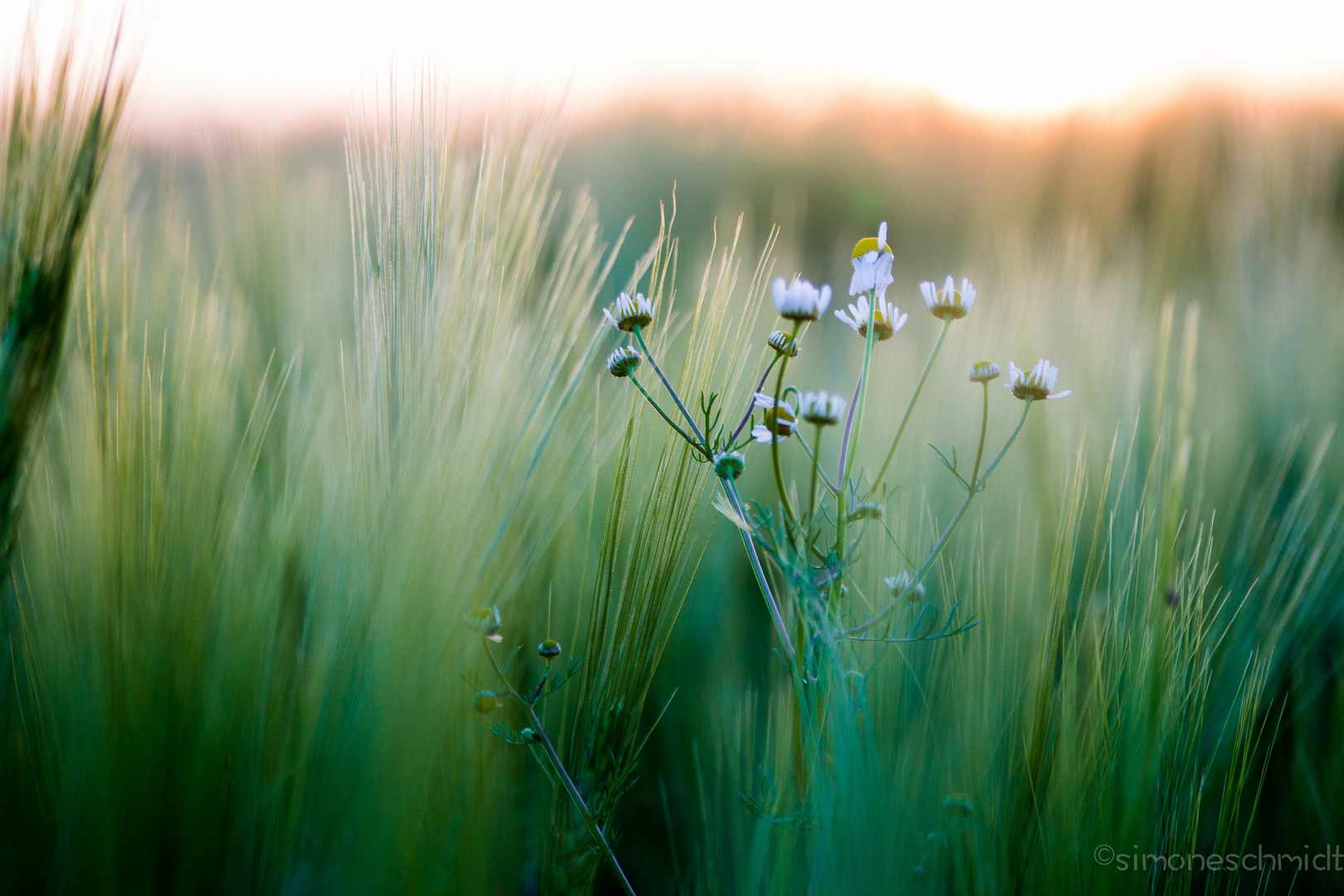 Camomile.