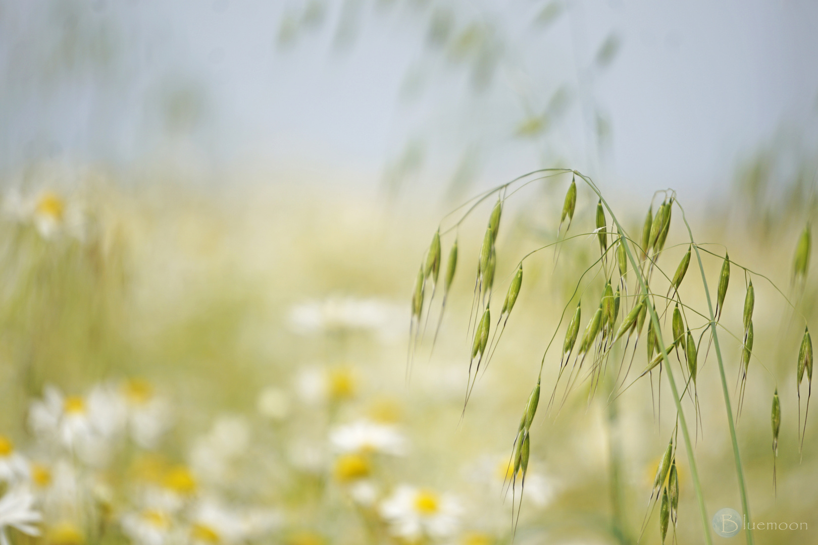 Camomile