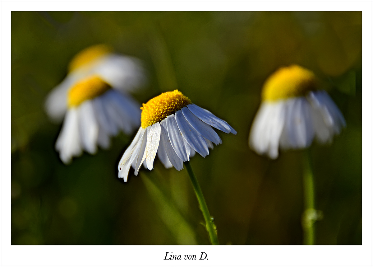 Camomile