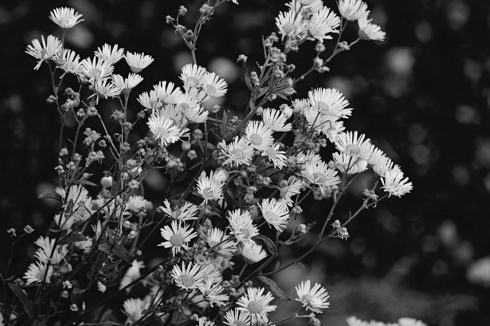 Camomile B&W