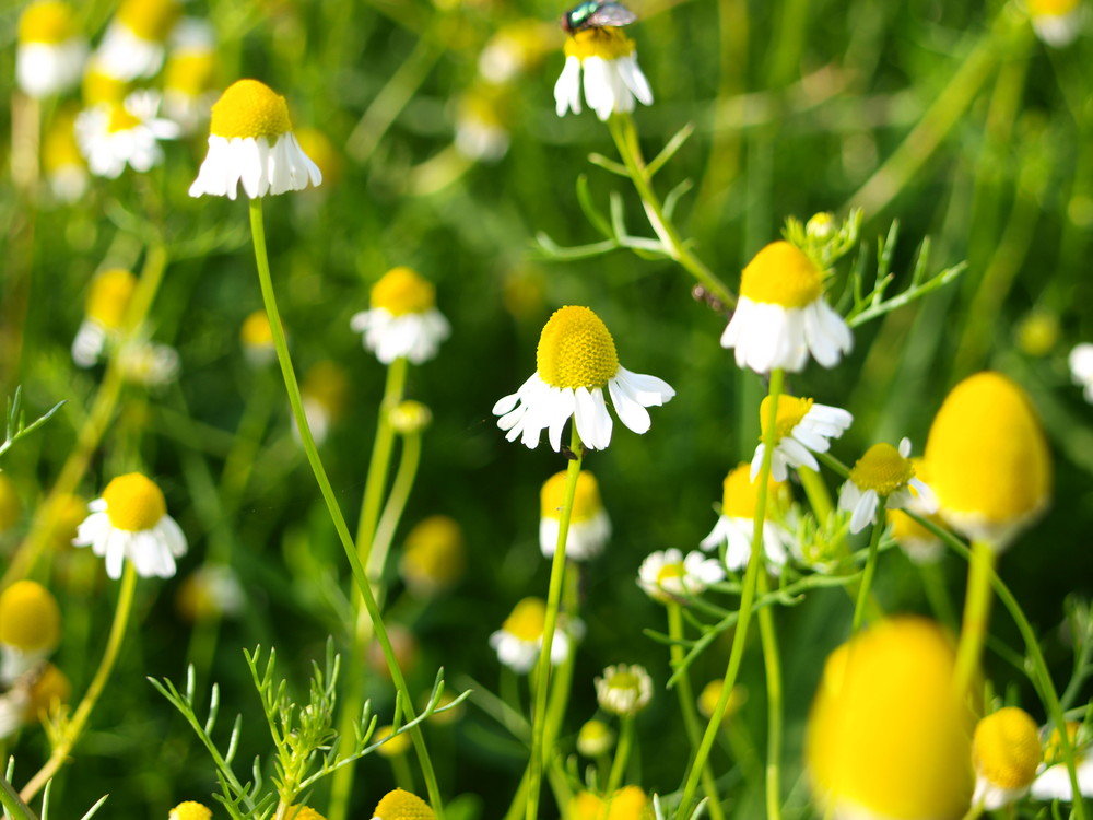 camomile