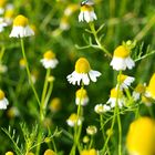 camomile