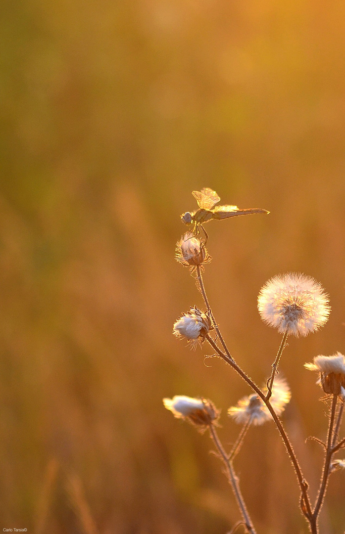 CAMOMILE