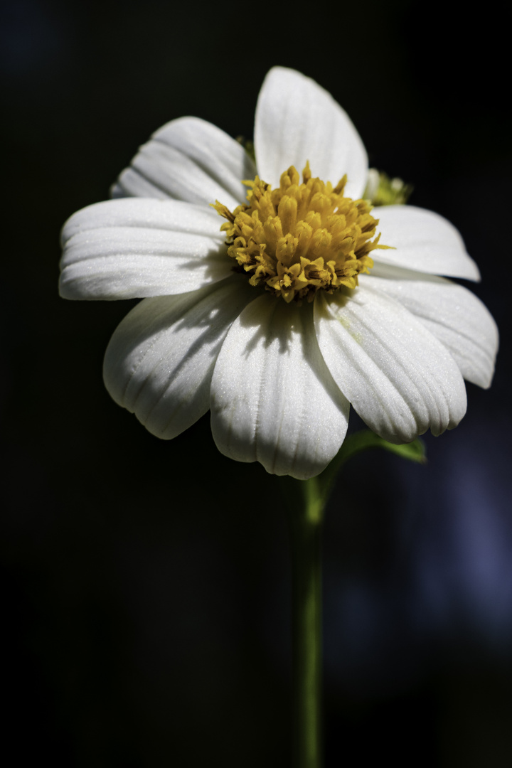 Camomile Flower