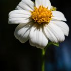 Camomile Flower