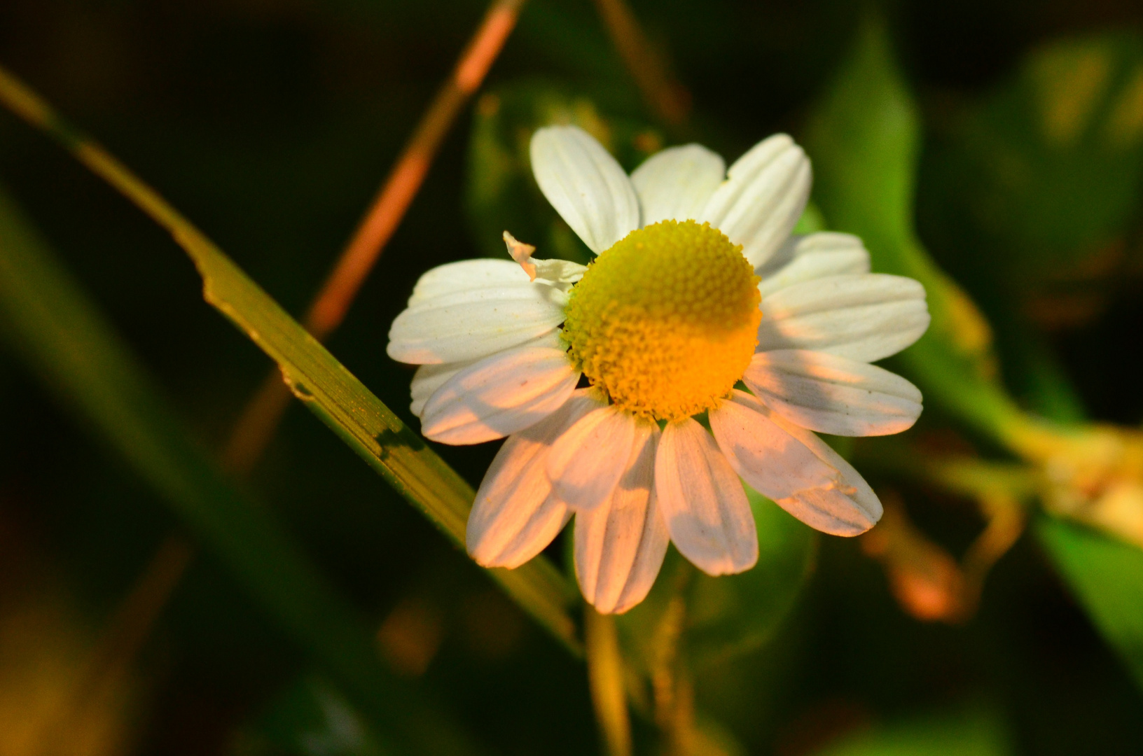 camomile in the evening light