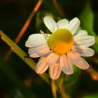 camomile in the evening light