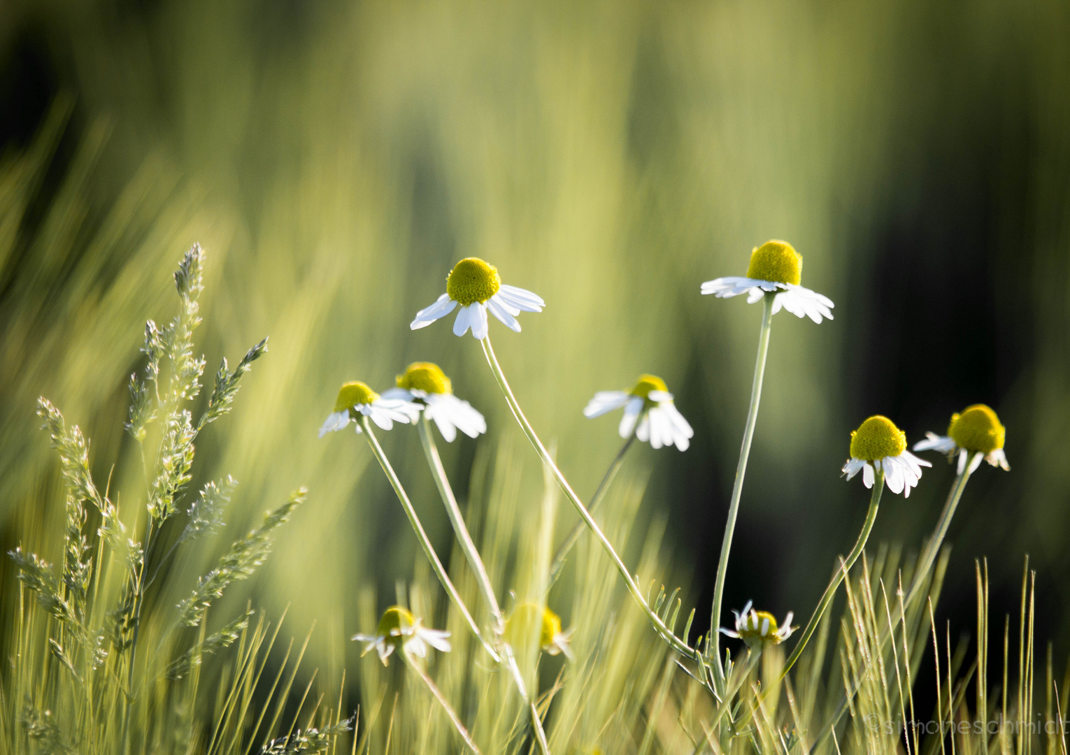 Camomile.again.